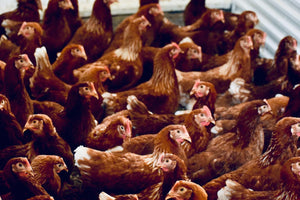 Poules en liberté+bio+Oeufs biologiques+poules pondeuses
