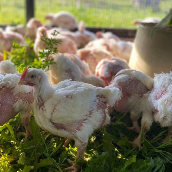 poulet bio de La Caboche sur pâturage