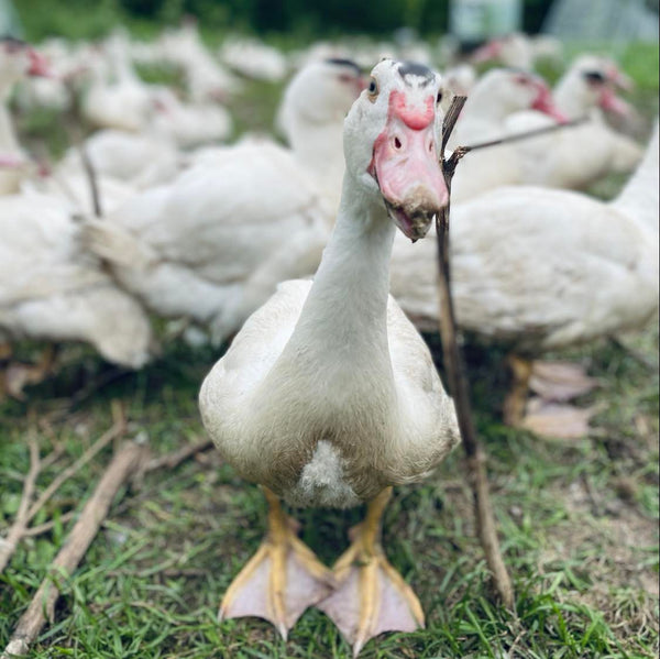 canard barbarie bio au pâturage