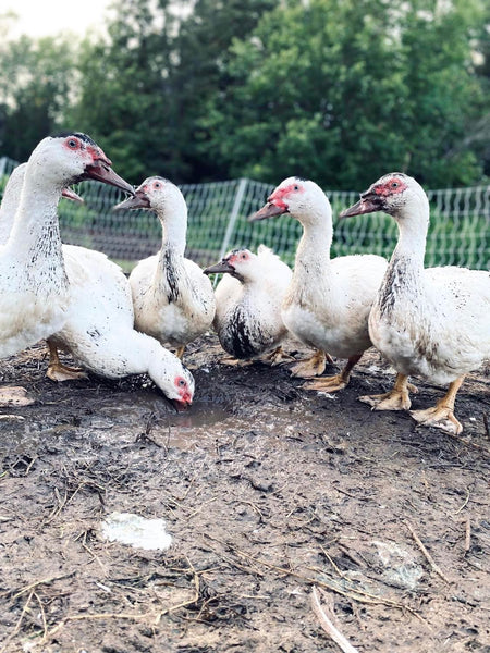 Carcasses de Canard biologique
