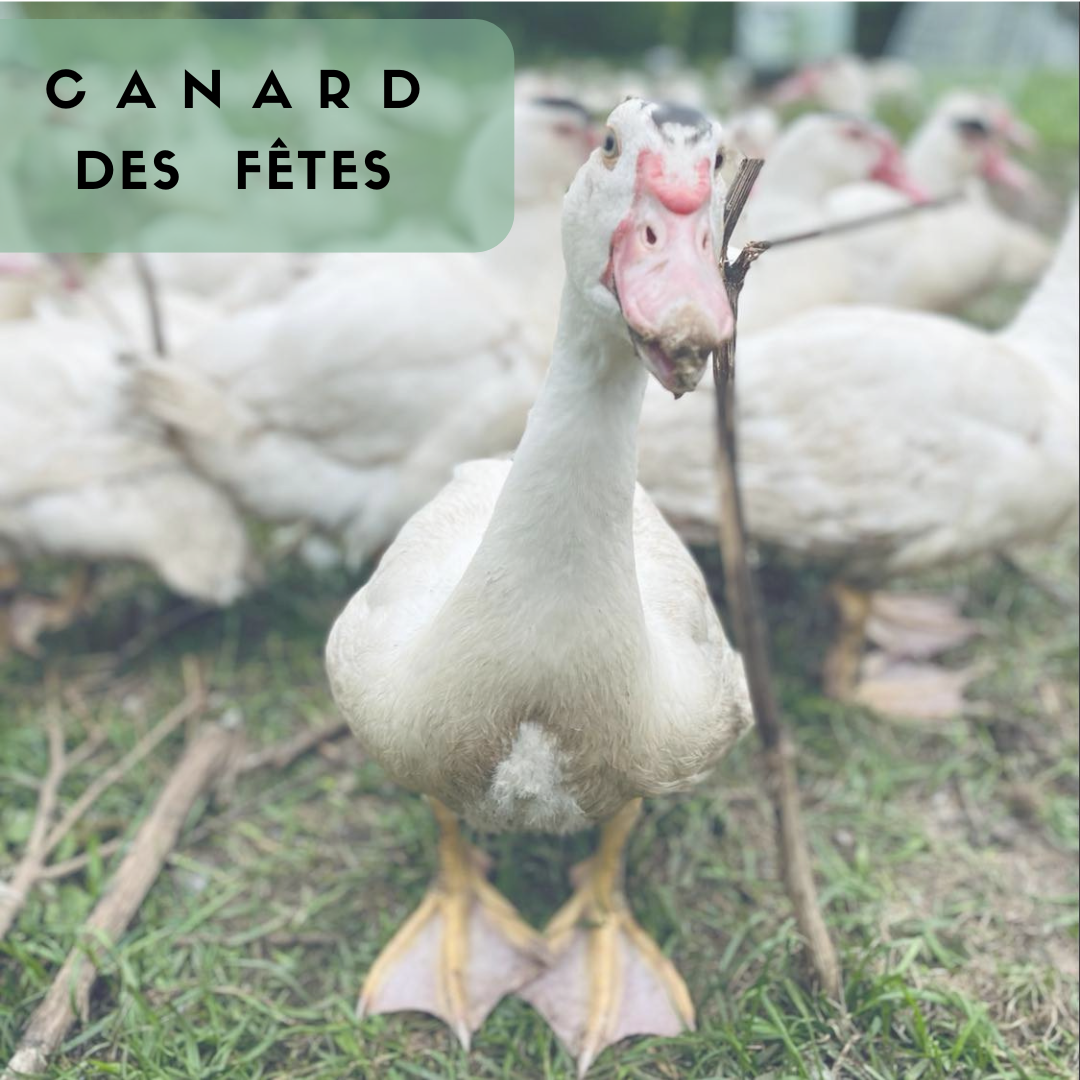 Canard des Fêtes