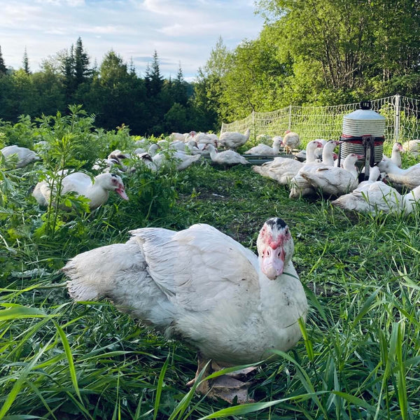 canard biologique sur prairie au pâturage