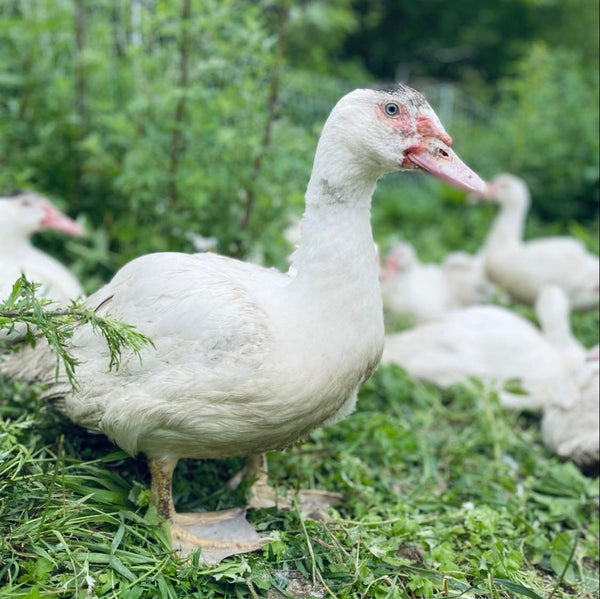 Cous de Canard de barbarie biologique